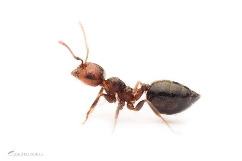 Acrobat Ants