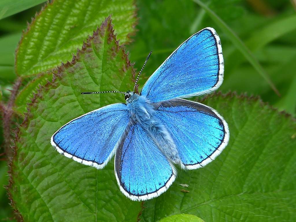 Adonis blue