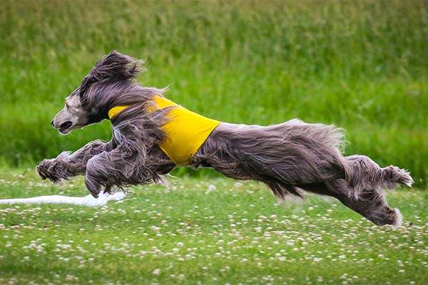 Afghan-Hound-running