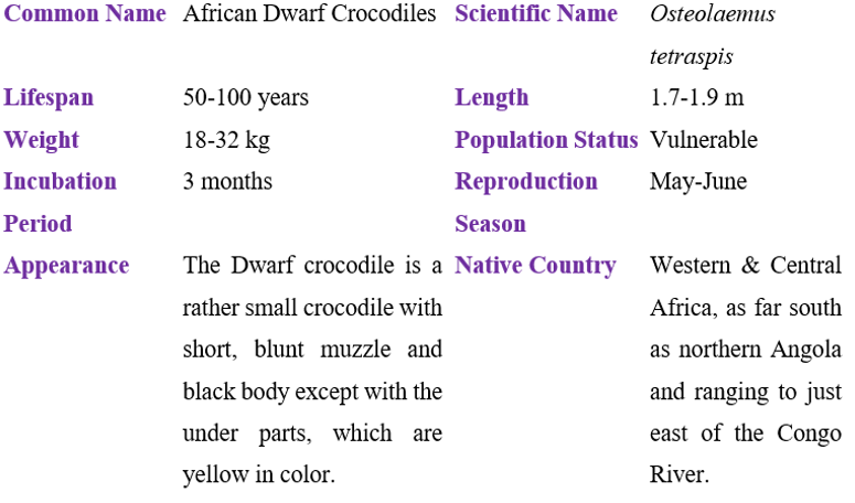 African Dwarf Crocodiles table