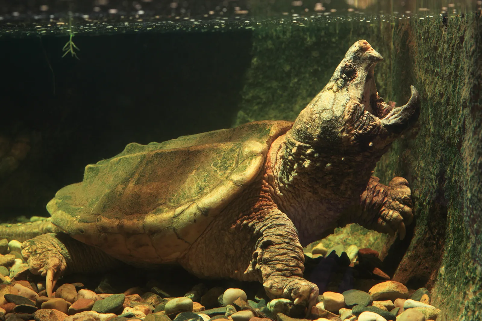 Alligator-Snapping-Turtle-Reptile