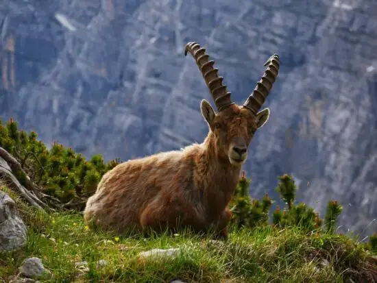Altai-Mountain-Goat