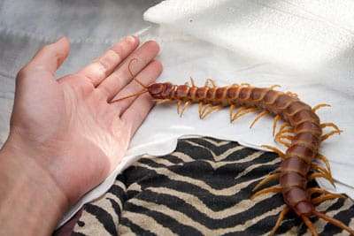Amazonian-Giant Centipede