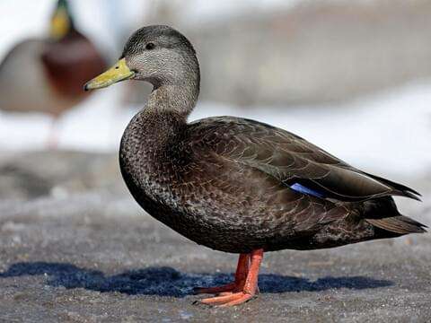 American Black Duck