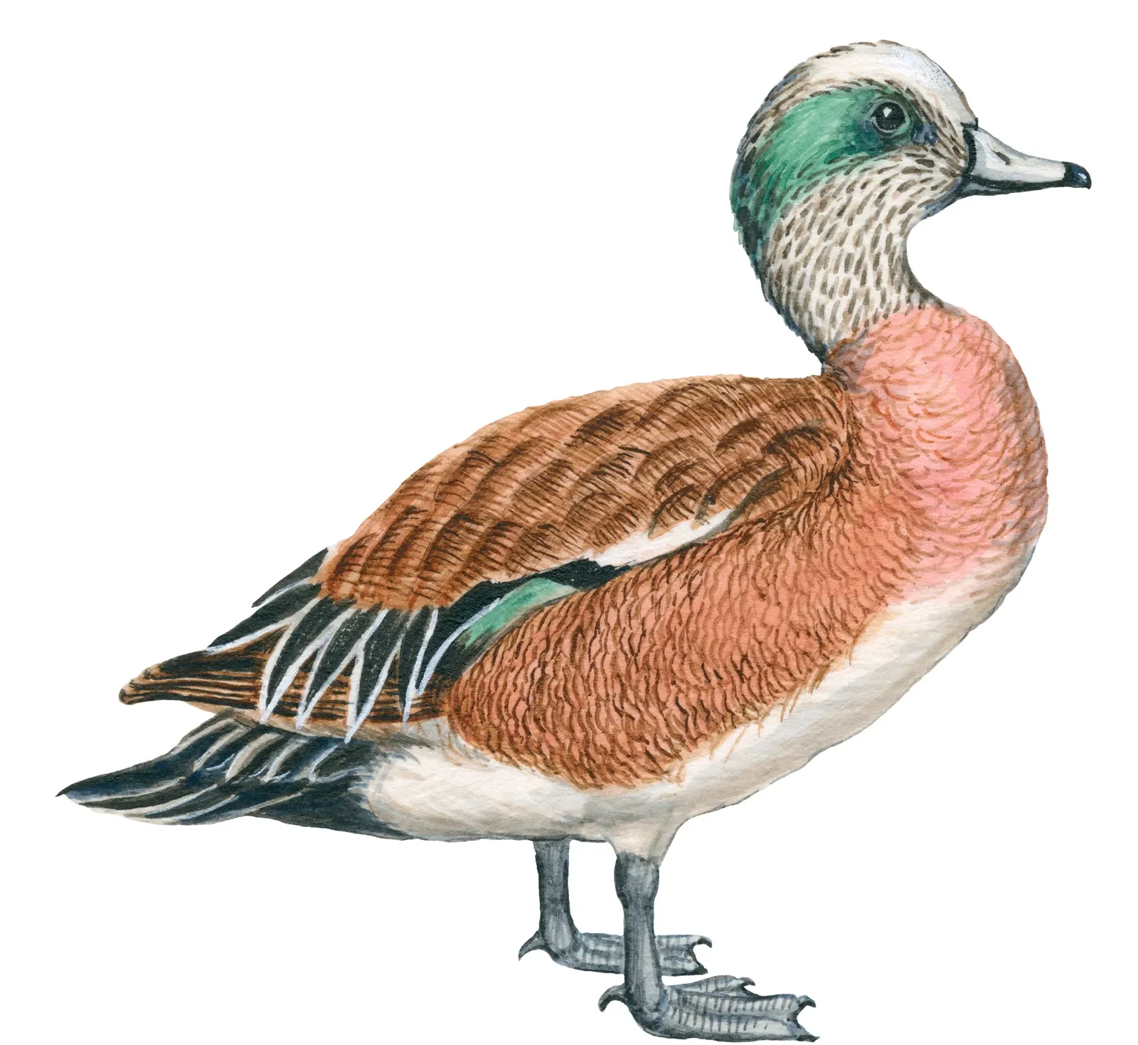 American-Wigeon Duck