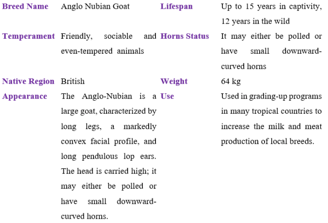 Anglo Nubian goat table