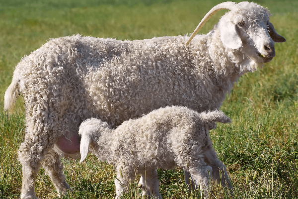 Angora Goat.