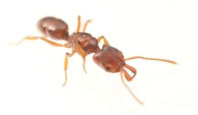 Anochetus-ant