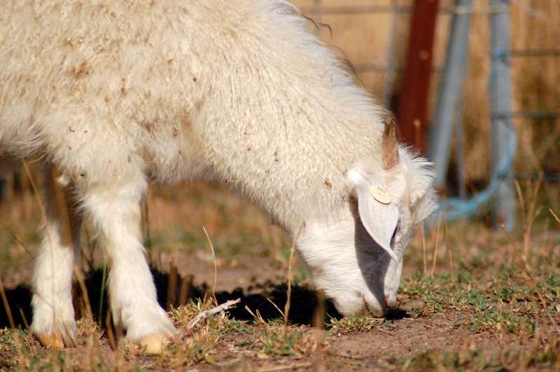 Australian Cashmere Goats