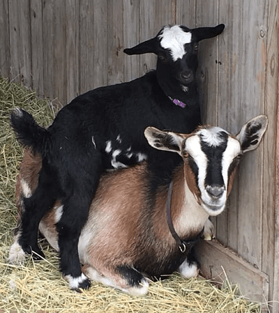 Australian miniature goat