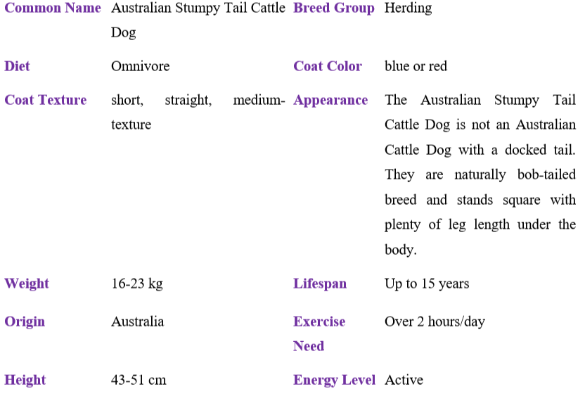 Australian stumpy tail cattle dog table