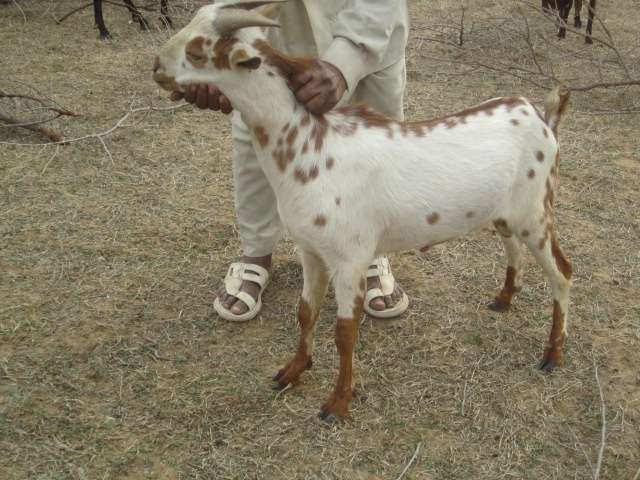 Barbari_Goat