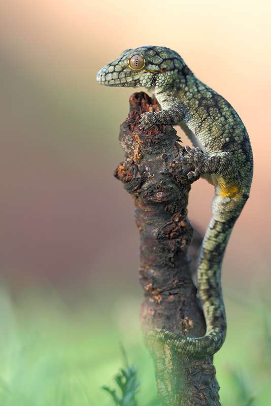 Bauer’s-Chameleon Geckos