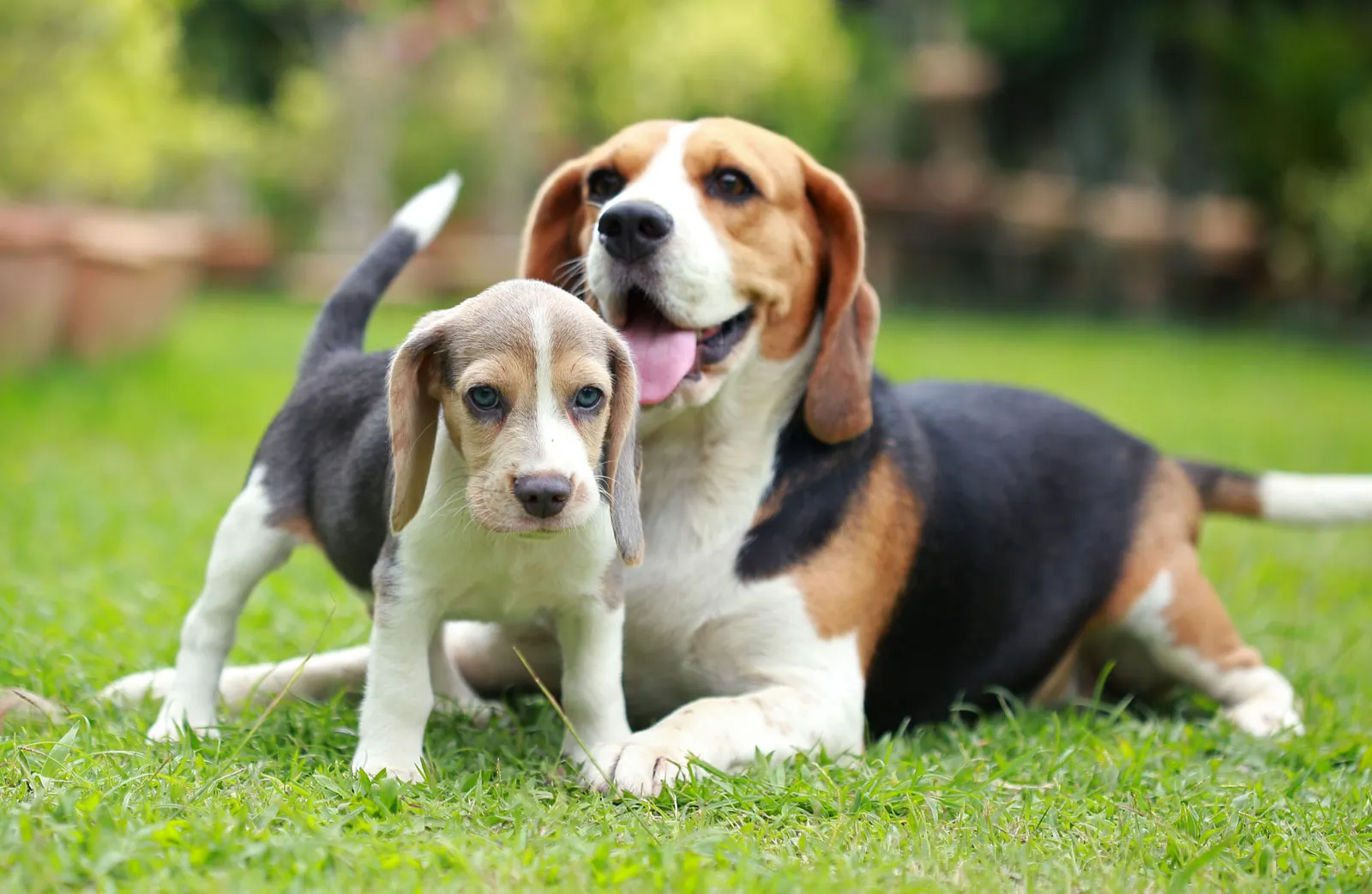 beagle hound