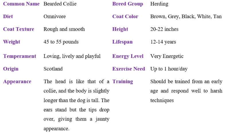 Bearded collie Table