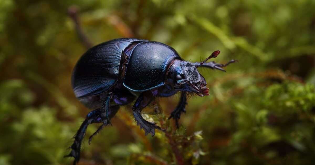 Beetles-bug