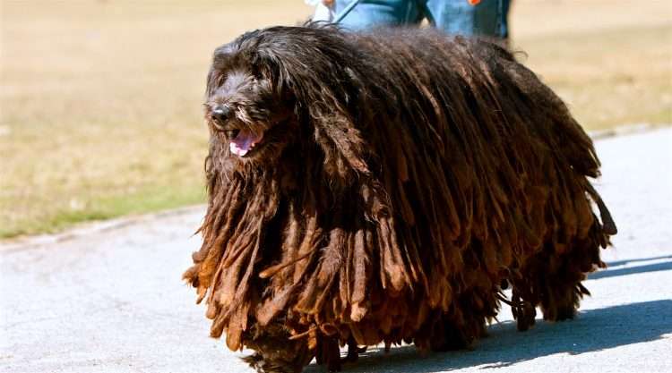 bergamasco