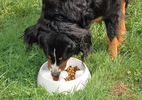 bernese mountain dog diet