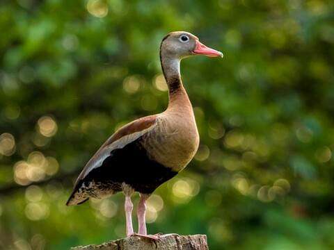 Black-Bellied-Whistling Duck