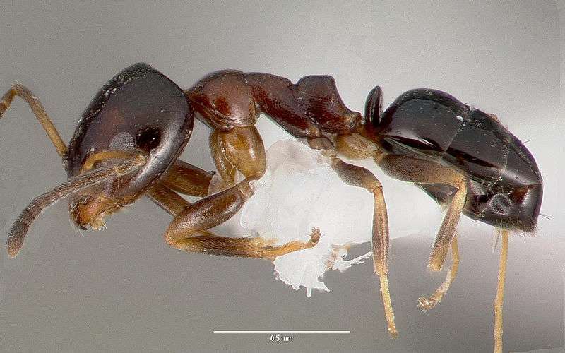 Black Household Ant