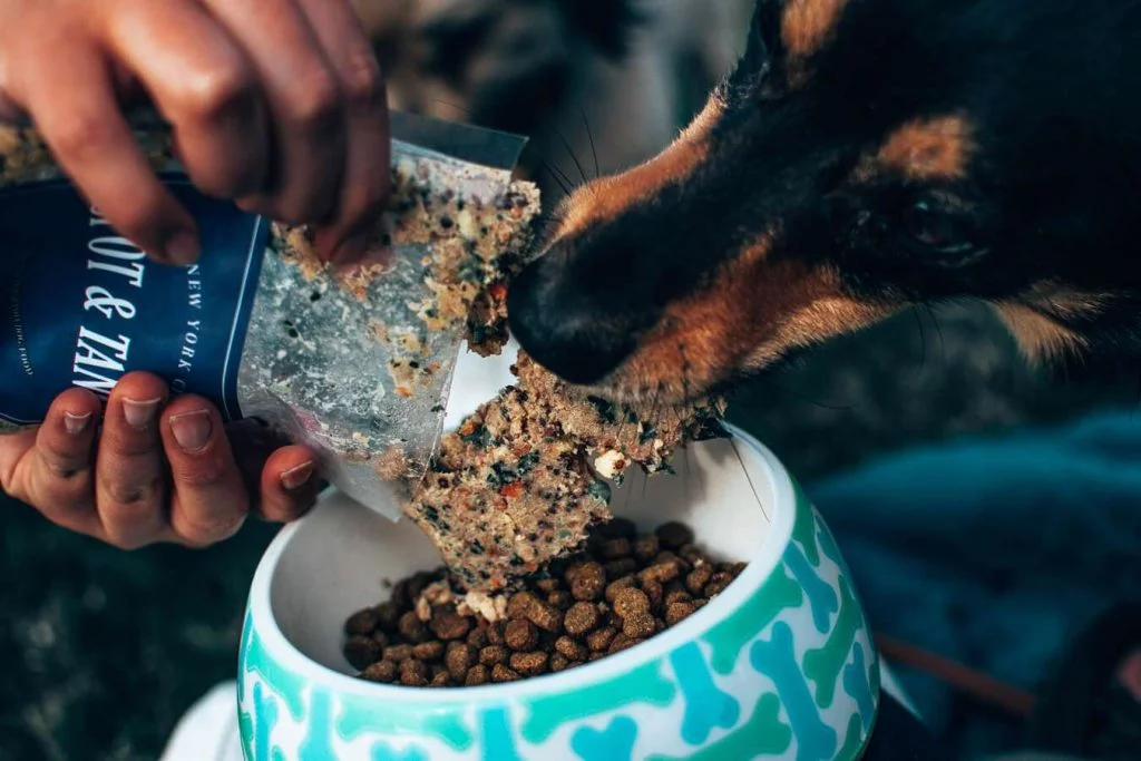 black and tan coonhound diet