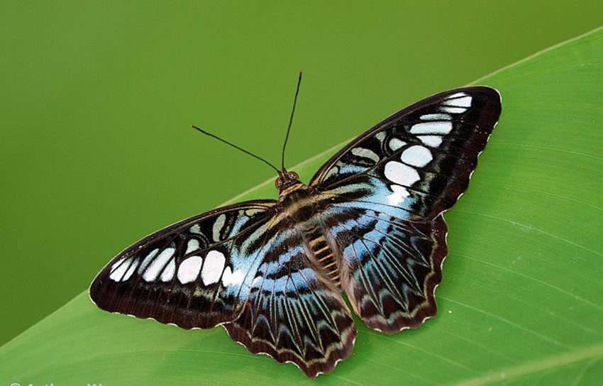 Blue-Clipper Butterfly