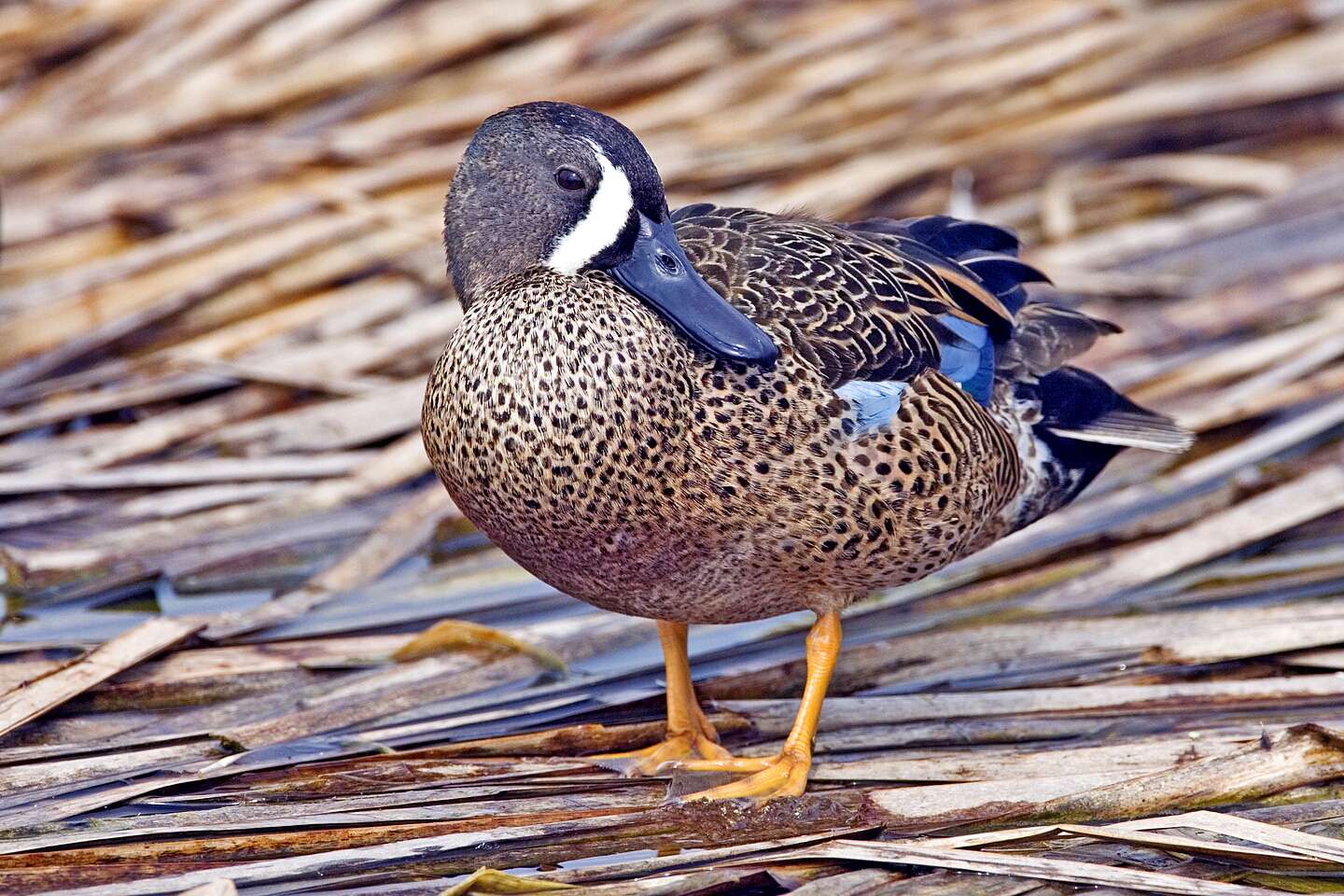 Blue-Winged Teal Duck