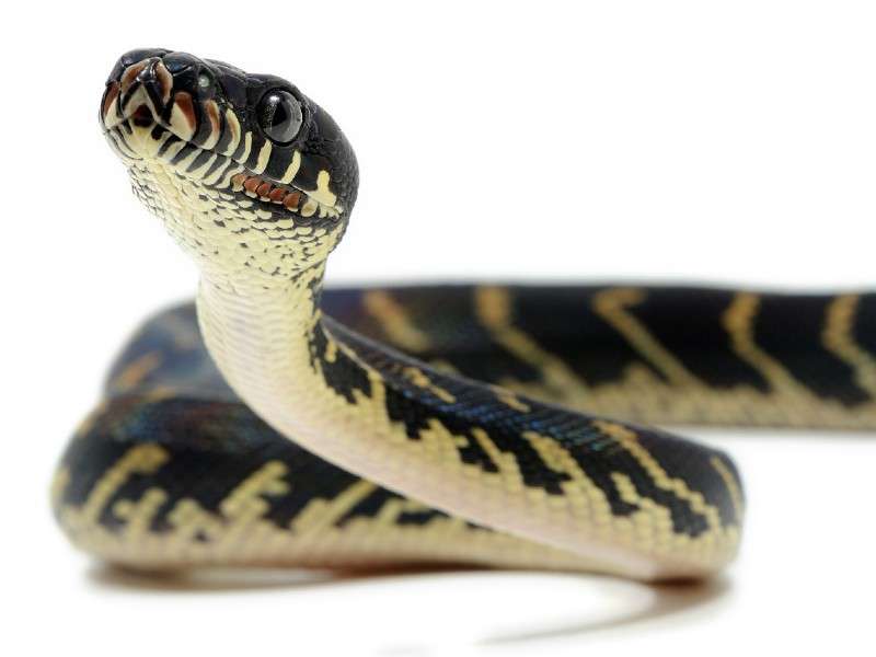 Boelen’s python