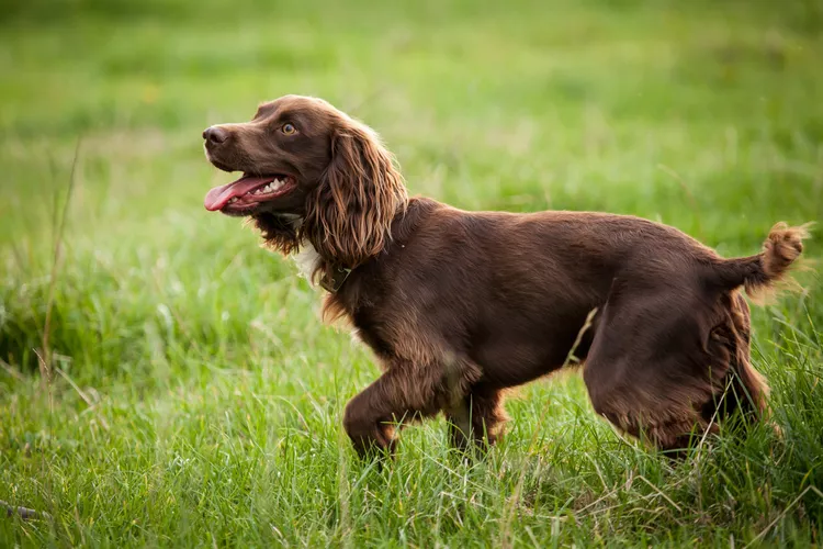 boykin spaniel dog