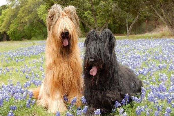 Briard