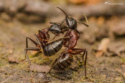 Brown-Black-Carpenter Ant
