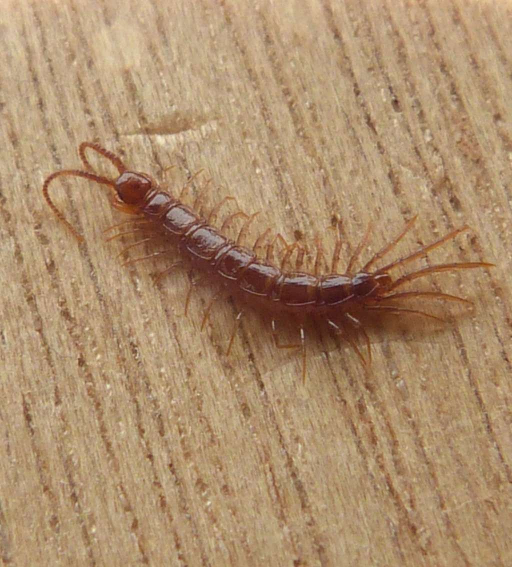 Brown-Centipede
