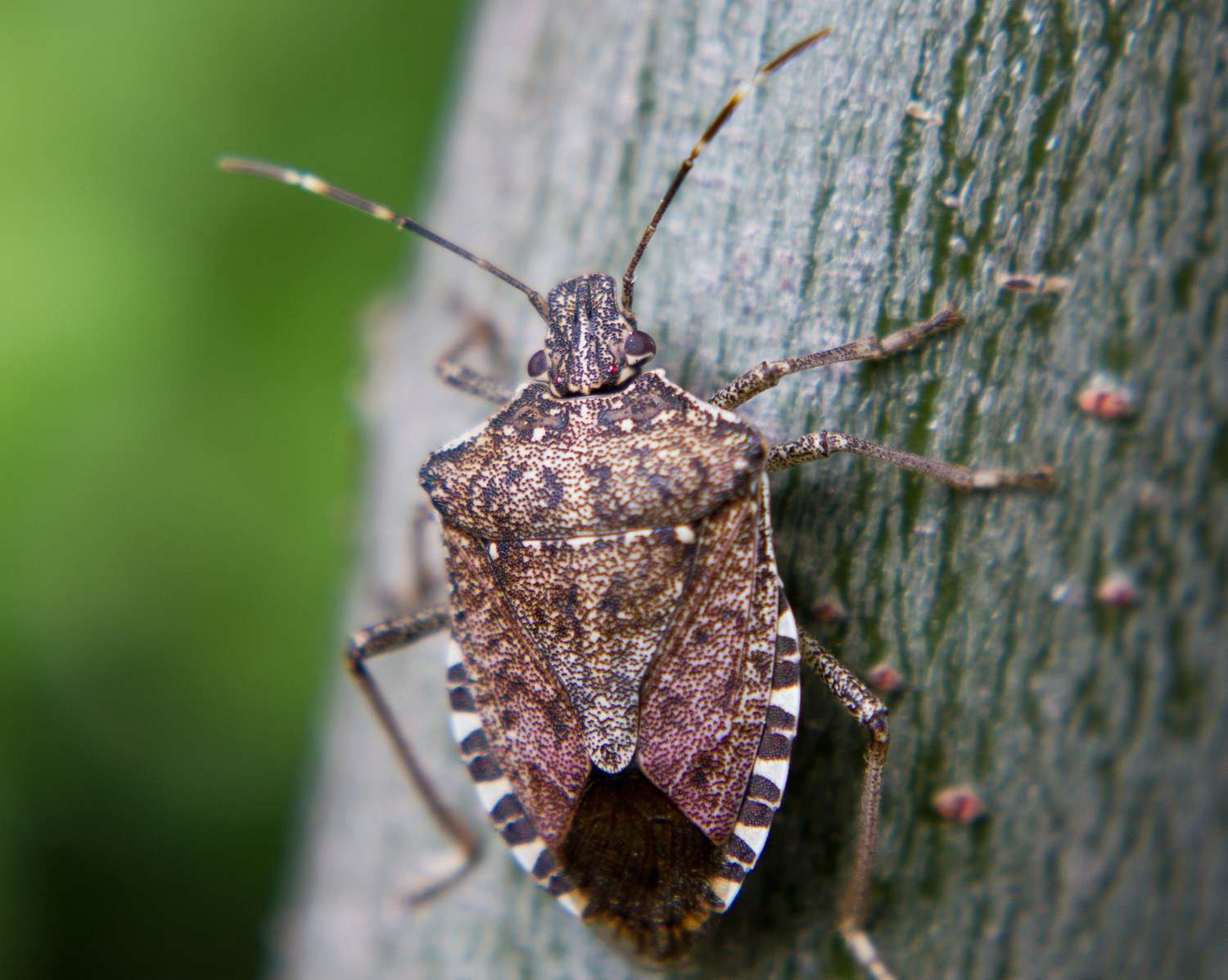Brown Marmorated Stink-Bug