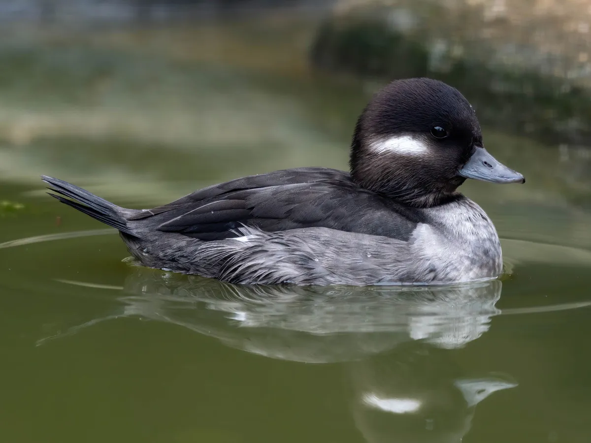 Bufflehead Duck