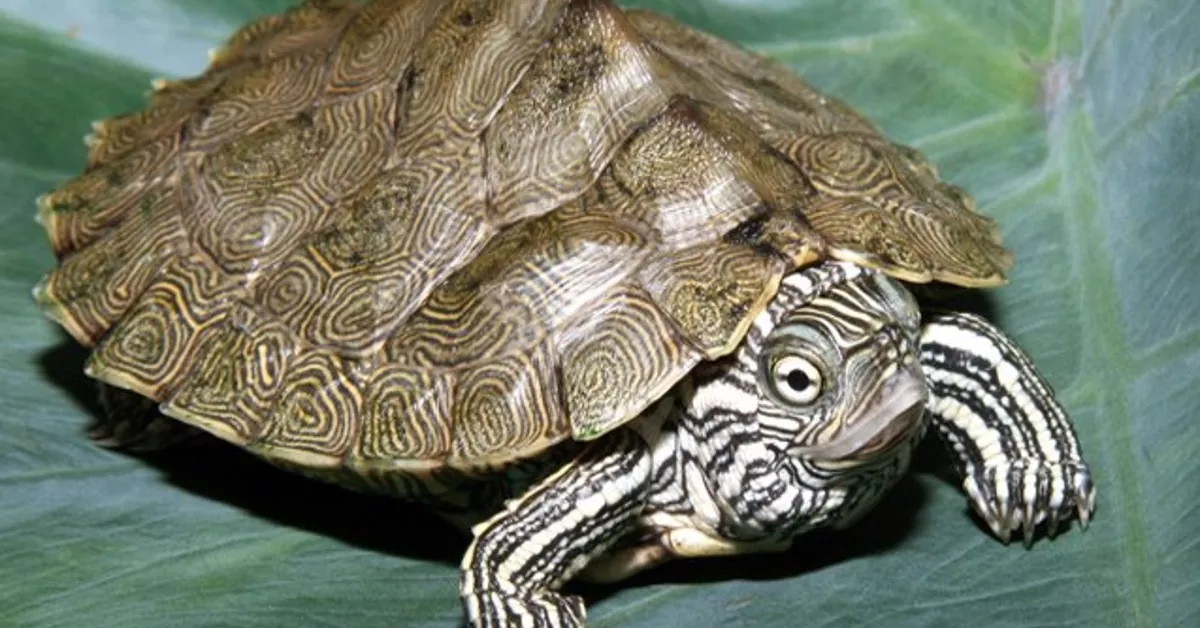 Cagle’s-Map Turtle