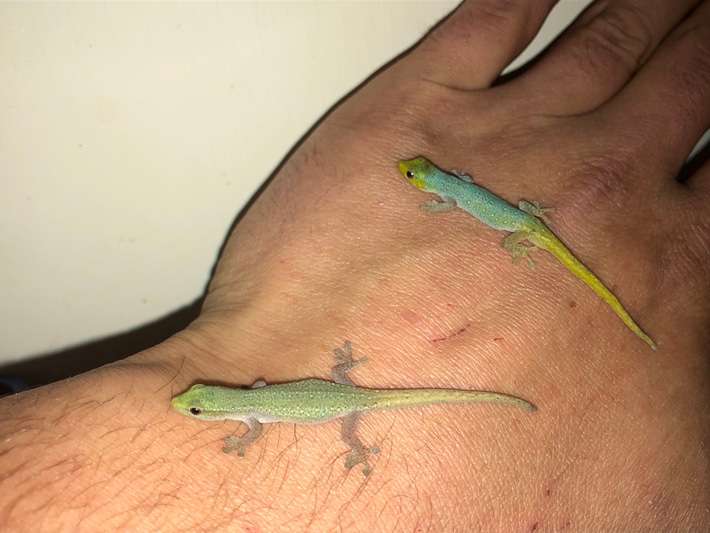 Cameroon dwarf geckos
