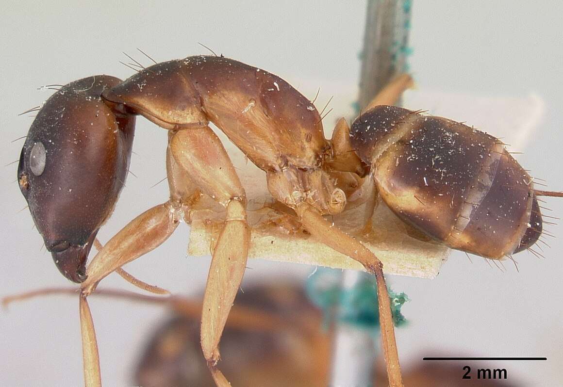 Camponotus_maculatus