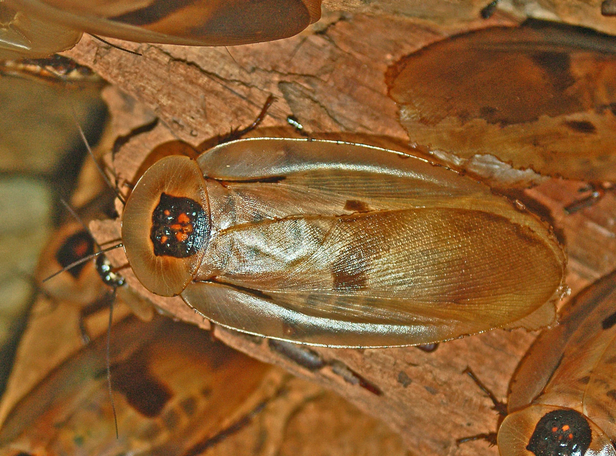Cave-Cockroach