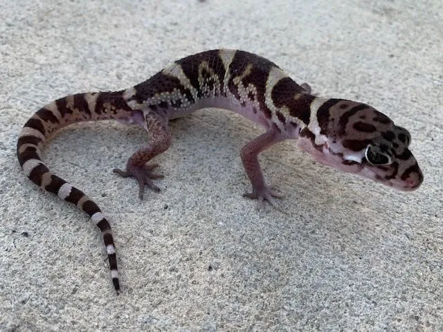 Central-American-Banded Gecko