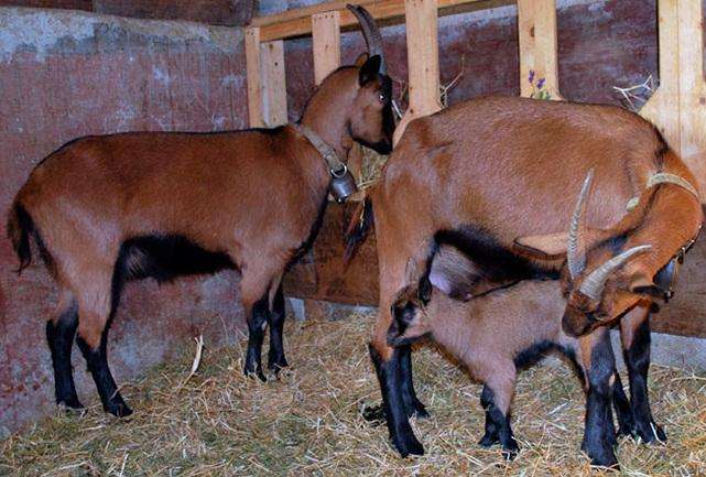 Chamois-Colored-Goats