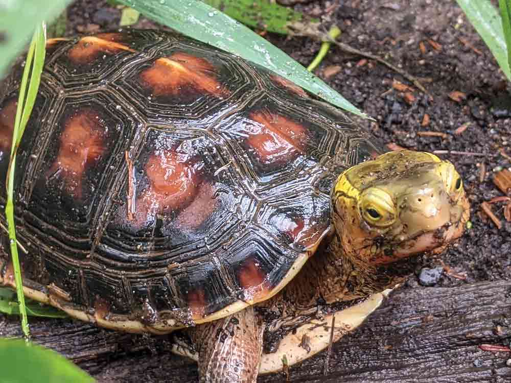 Chines- Box Turtle