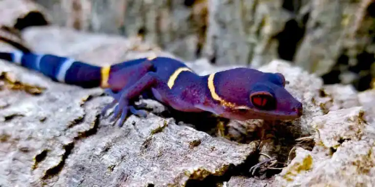 Chinese-Cave-Gecko