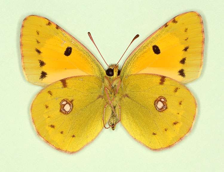 Clouded-Yellow Butterfly