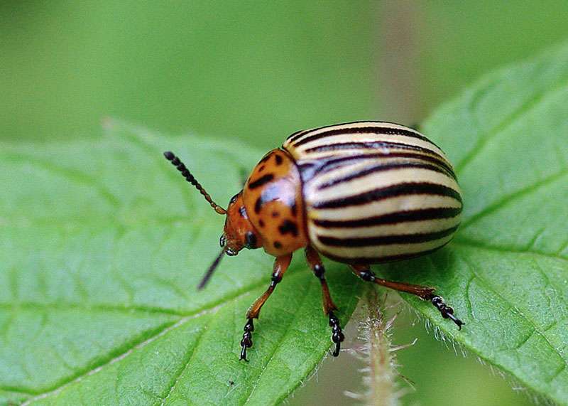 Colorado-Potato Beetle