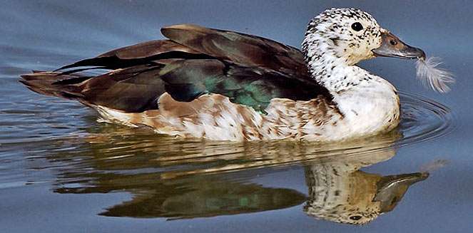 Comb Duck