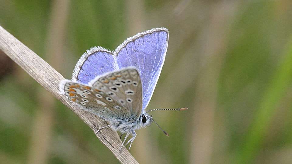 Common-Blue Butterfly