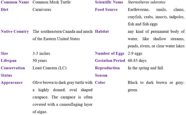 Common musk turtle table