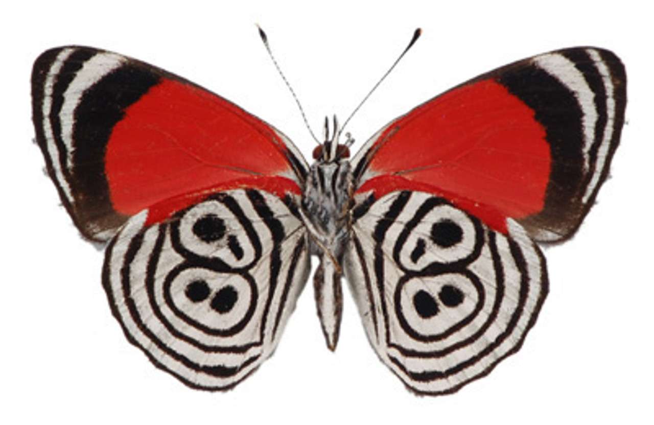 Cramer's-Eighty-Eight Butterfly