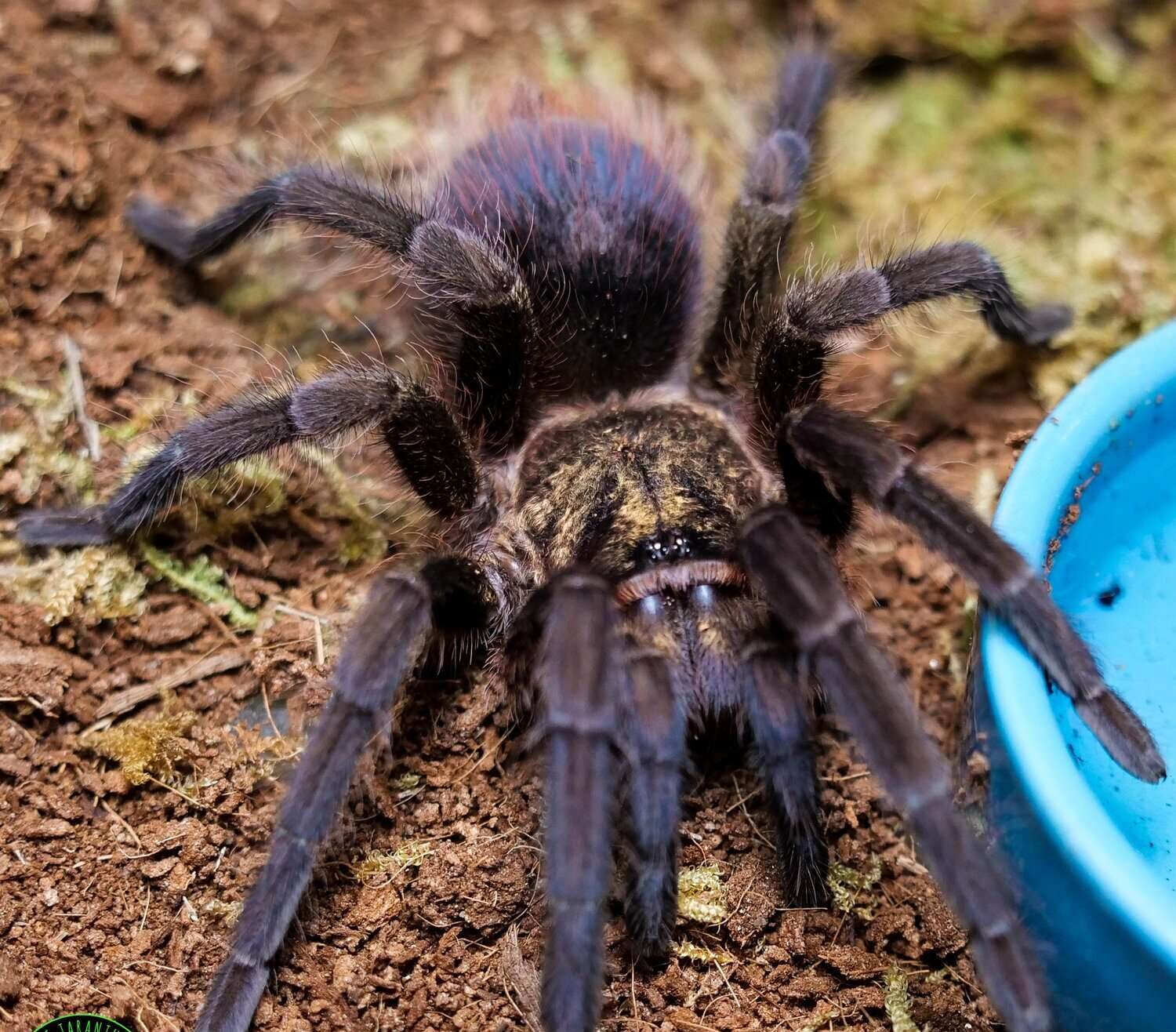 Cuban-Bronze Tarantula