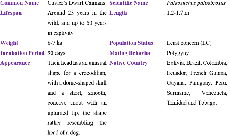 Cuvier's dwarf caimans table
